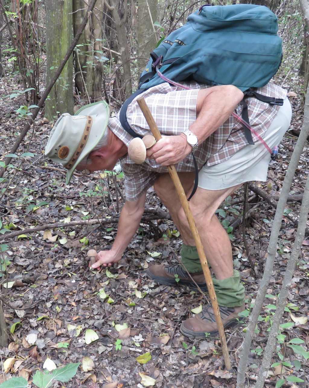 Bsorah mushroom picking